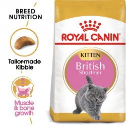 Royal Canin - Royal Canin British Shorthair Kitten