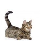 Mancare si suplimente nutritive pisici - Bemo PetShop - pet.com.ro